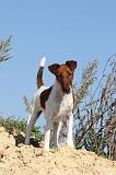 FOX TERRIER POIL LISSE 103